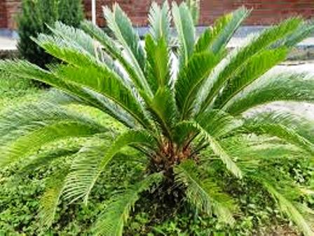 بذر درخت نخل زینتی(فونیکس)